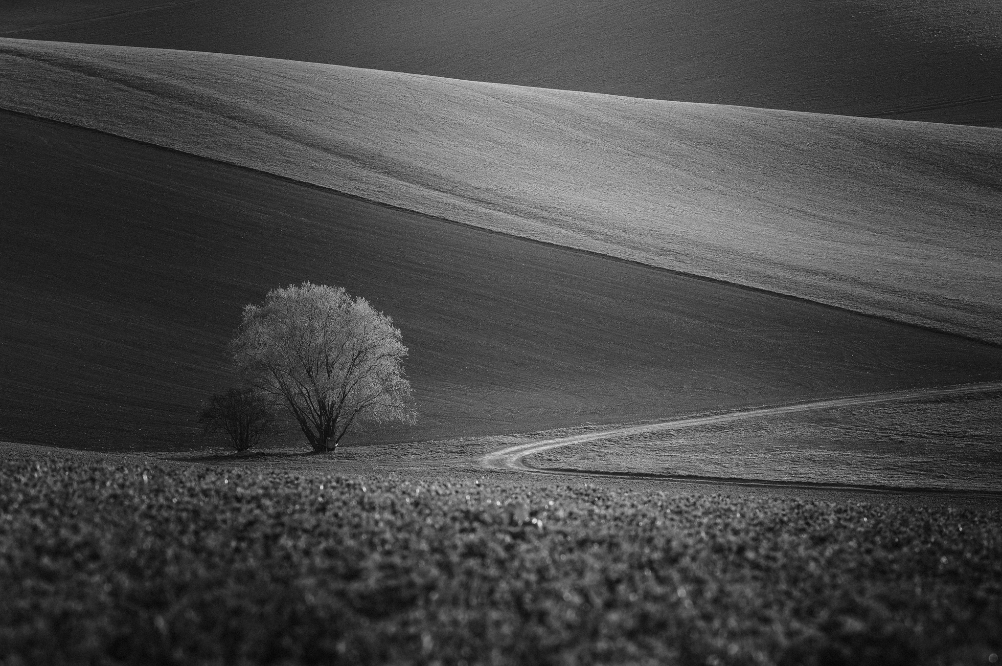 NZ6 9161 NEF DxO DeepPRIMEXD