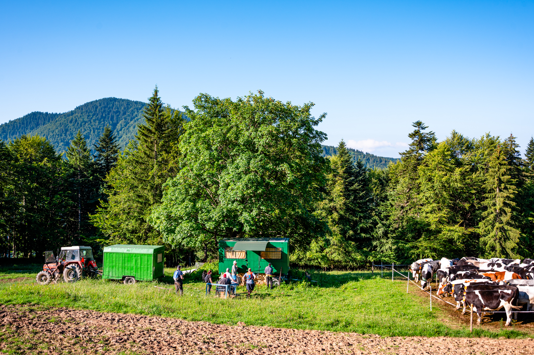 Presun volov z Bukovín na Havranovo