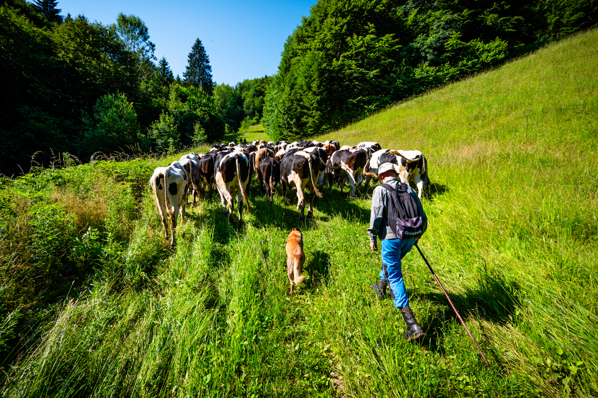 Presun volov z Bukovín na Havranovo