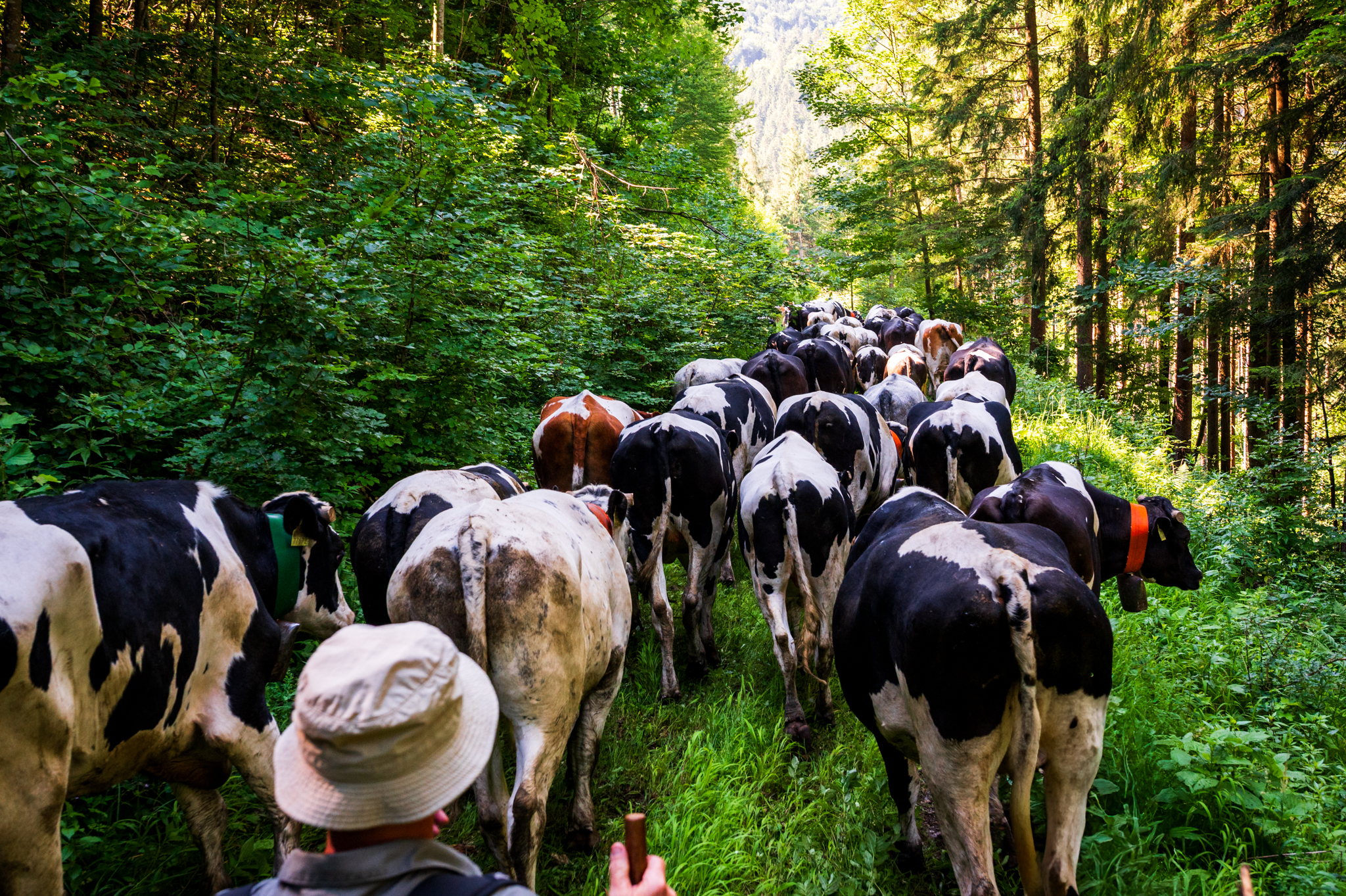 Presun volov z Bukovín na Havranovo