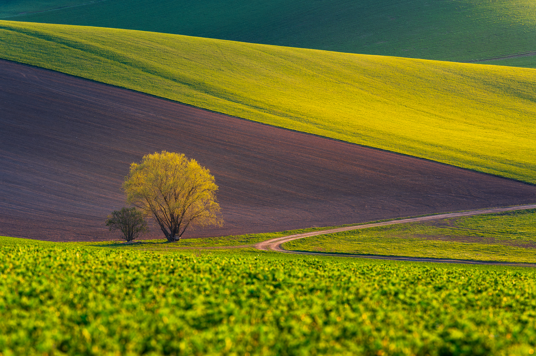 NZ6 9161 NEF DxO DeepPRIMEXD